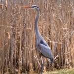 blueheron7