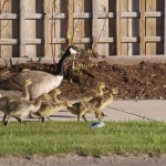 babygeese3