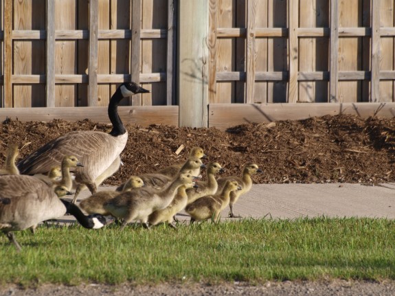 babygeese4