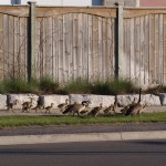 babygeese5