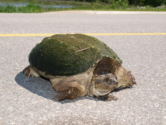 turtle_crossing1
