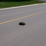 turtle_crossing3