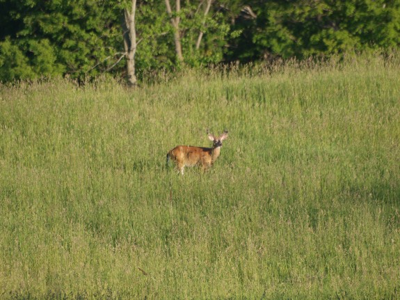 deer-caledon1