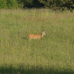 deer-caledon2