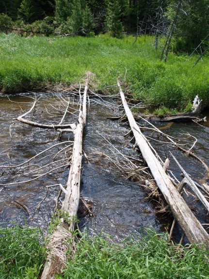 Tree Crossing