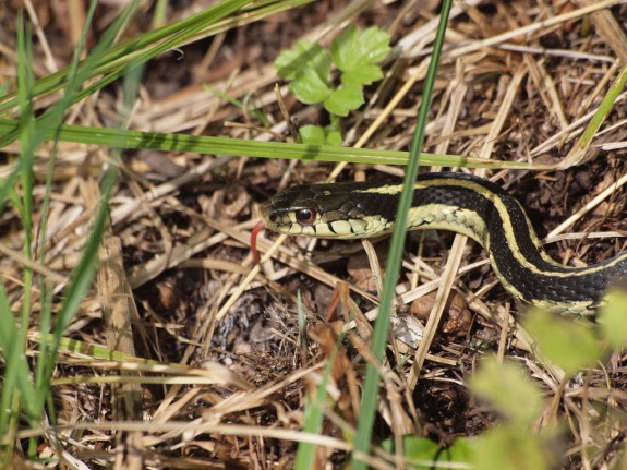 caledon_snake1