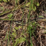 caledon_snake3