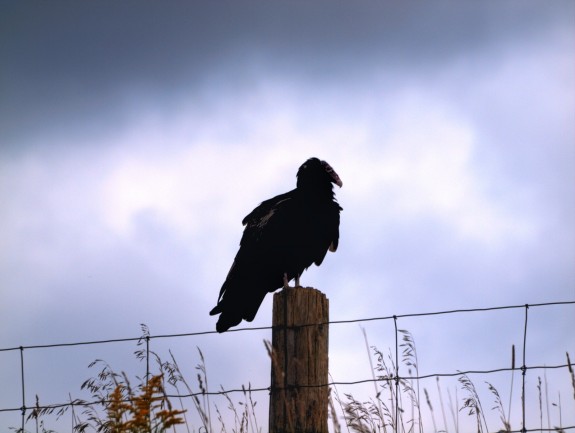 turkeyvulture1