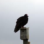 turkeyvulture2