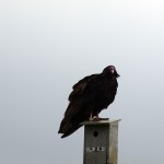 turkeyvulture3