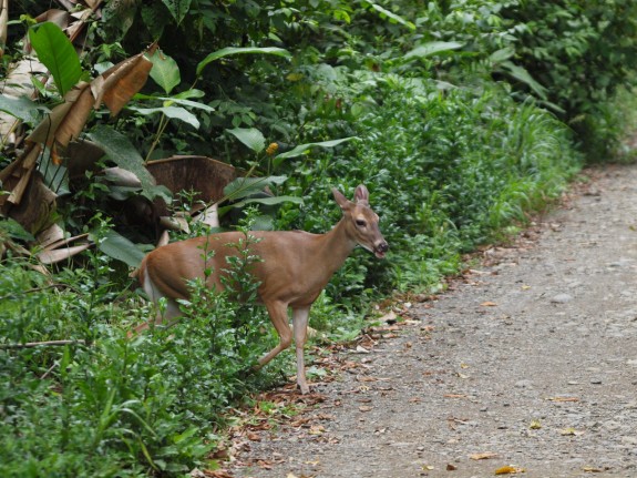 tropical_deer