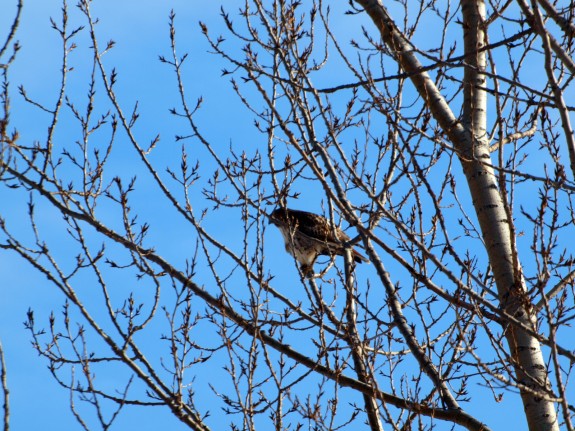 Hawk sitting in Caledon