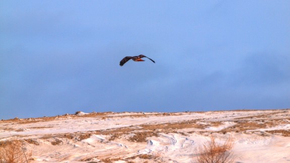 Red-tailed Hawk Flying