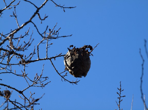 Nest in the Woods