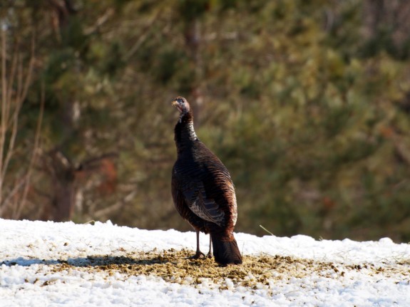 Wild Turkey eating