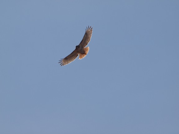 Flying Red Tailed Hawk in Caledon, Ontario