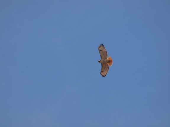 Flying Red Tailed Hawk