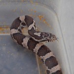 Milk Snake #3