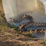 Milk Snake #4