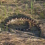 Milk Snake #5