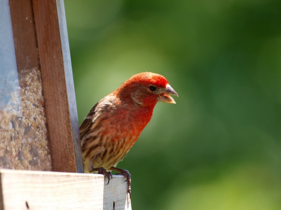 Young House Finch in Caledon, Ontario