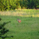 Deer Eating