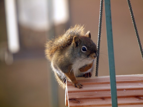 Red Squirrel Caledon, Ontario