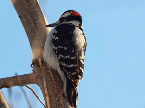 Downy Woodpecker in Caledon, Ontario