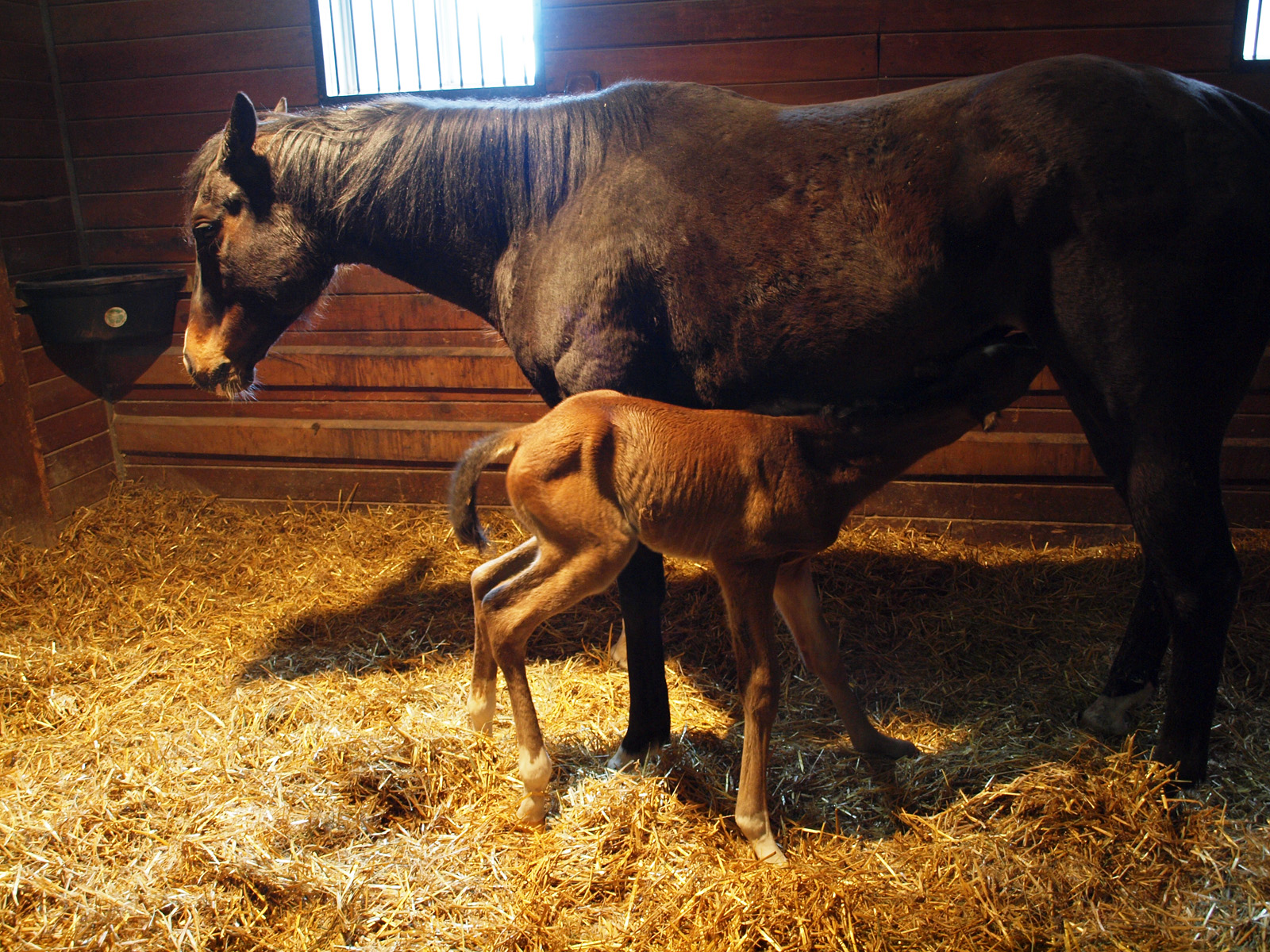 Horse baby born on sale