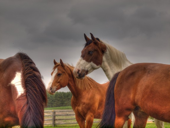 Caledon Horses