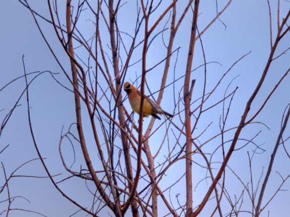 Cedar Waxwing #1