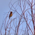 Cedar waxwing #2