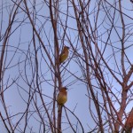 Cedar Waxwing #3