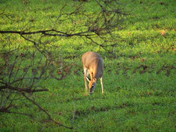 Early Morning Deer