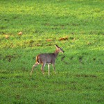 Early Morning Deer #3