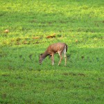 Early Morning Deer #4